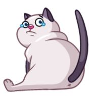 кошка кошка клипарт млекопитающее