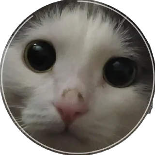 Sticker Плеш платошкин - 0