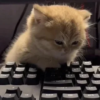 Стикер help kittens @a_nfix - 2
