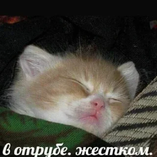 Стикер help kittens @a_nfix - 4