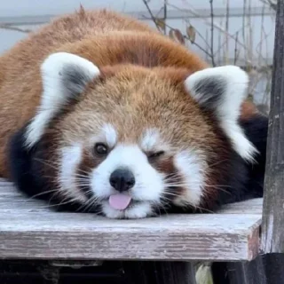 Стикер red panda @monst14 - 3