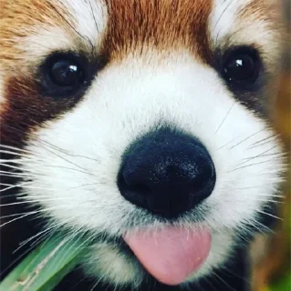 Стикер red panda @monst14 - 10