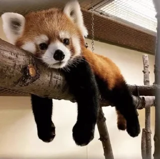 Стикер red panda @monst14 - 4