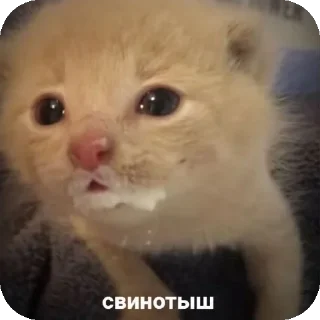 Стикер Больше стиков тут: @stikery4 - 4