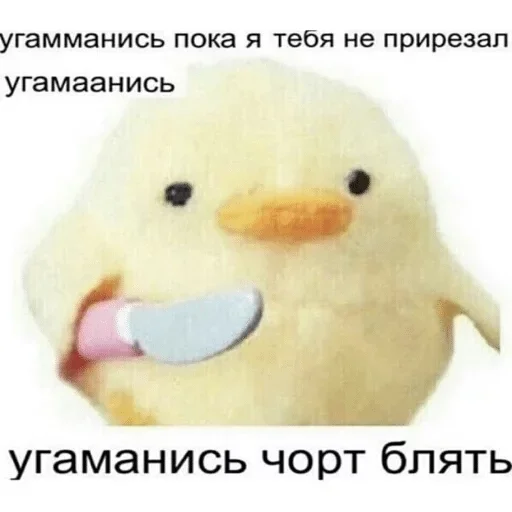 bird bird duck animal