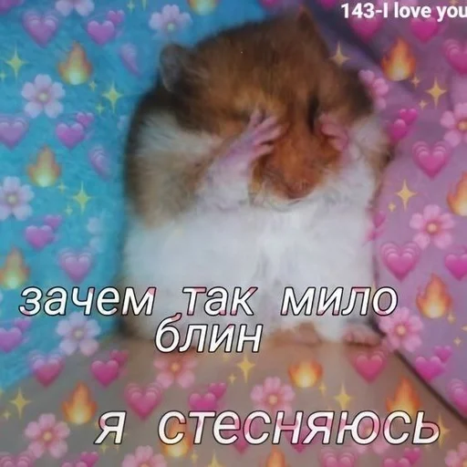 animal animal hamster mammal