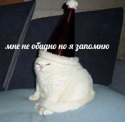 small to medium-sized cats small to medium-sized cats bottle felidae