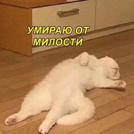 СМС СМС животное млекопитающее