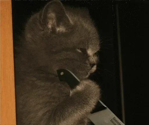 кошка кошка комнатный млекопитающее