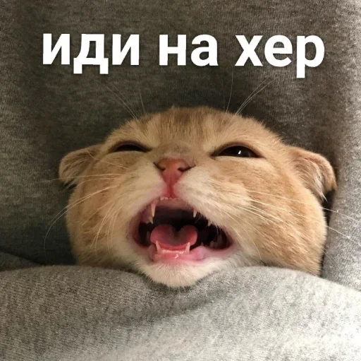 млекопитающее млекопитающее животное усы