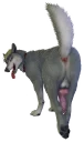Стикер Besti Dog Pack - 0