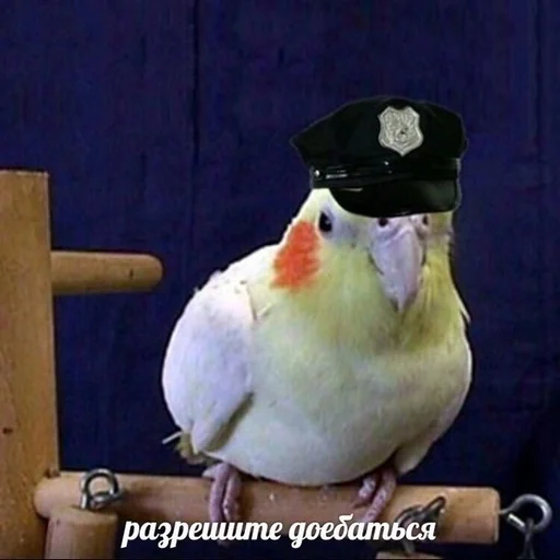 Стикер Бичс :: @fStikBot - 5