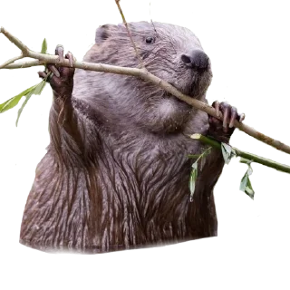 Sticker Бобр курва от @LifeIsBetterWithBorsch - 7