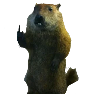 Sticker Бобр курва от @LifeIsBetterWithBorsch - 3