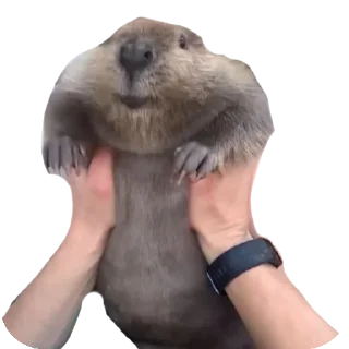 Sticker Бобр курва от @LifeIsBetterWithBorsch - 5
