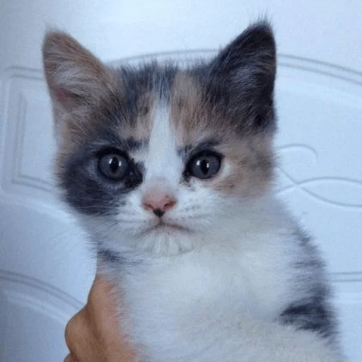 mammal mammal animal cat
