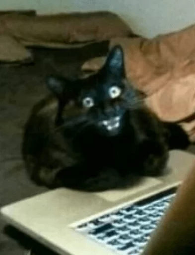 indoor indoor small to medium-sized cats sitting