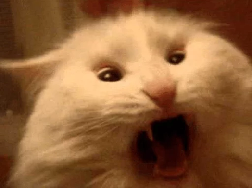 mammal mammal animal cat