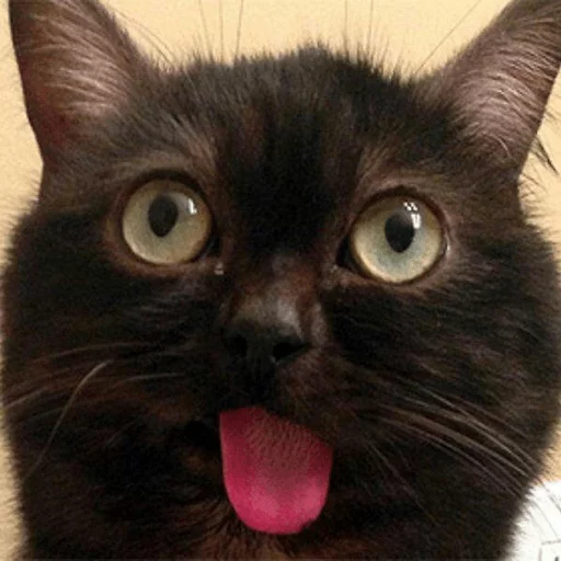 mammal mammal animal cat