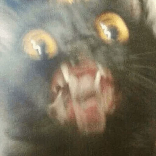 animal animal mammal felidae