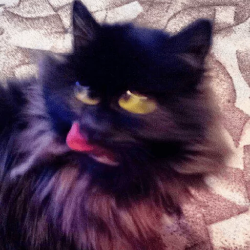 animal animal cat domestic cat