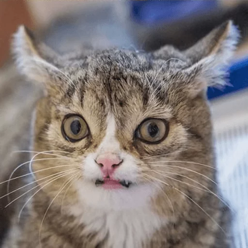 animal animal mammal cat