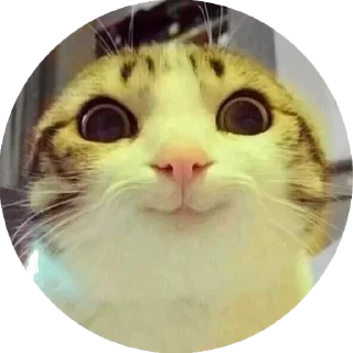 Sticker Cat Daily - 0