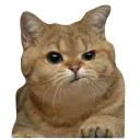 Sticker Колкие фразы - 0