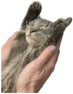 Sticker Тусовка у Илоны - 0