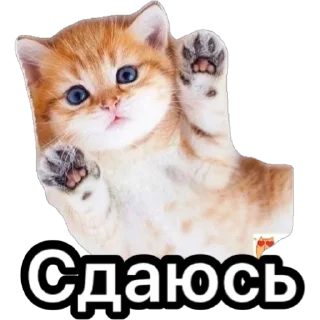 Sticker Котики для ТГ - 0