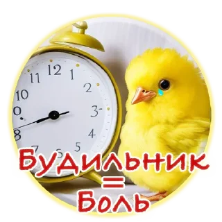 Стикер Crazy Chicken! @m_chicken - 10