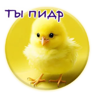 Стикер Crazy Chicken! @m_chicken - 6