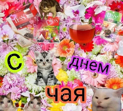 кошка кошка цветочный дизайн Флористика