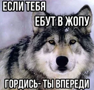 Стикер Да ты заёб - 7