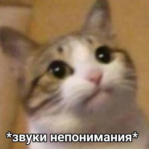 млекопитающее млекопитающее животное кошка