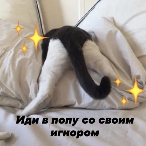 комнатный комнатный кошки малого и среднего размера кошачьи