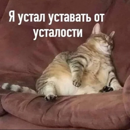 животное животное млекопитающее кошачьи