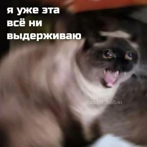 СМС СМС животное млекопитающее