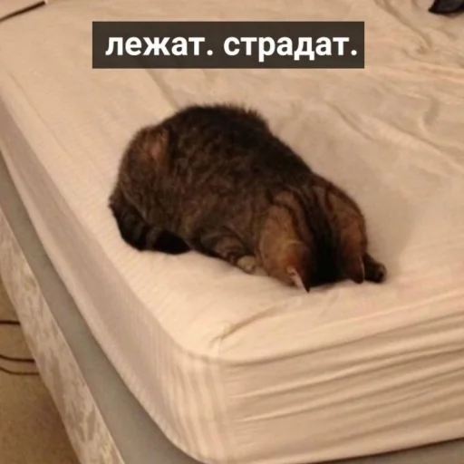 кровать кровать животное комнатный