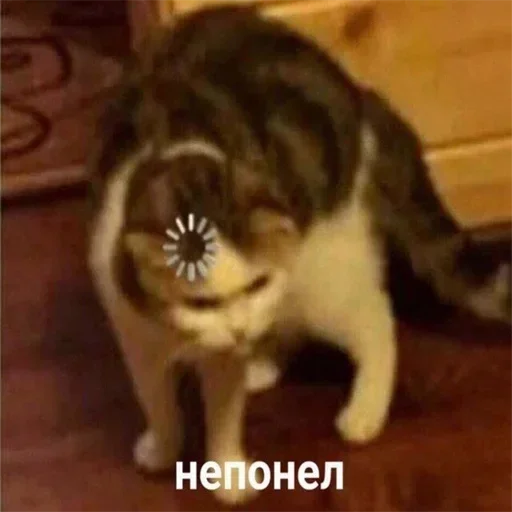 животное животное млекопитающее кошка