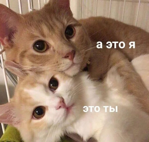 млекопитающее млекопитающее животное кошка