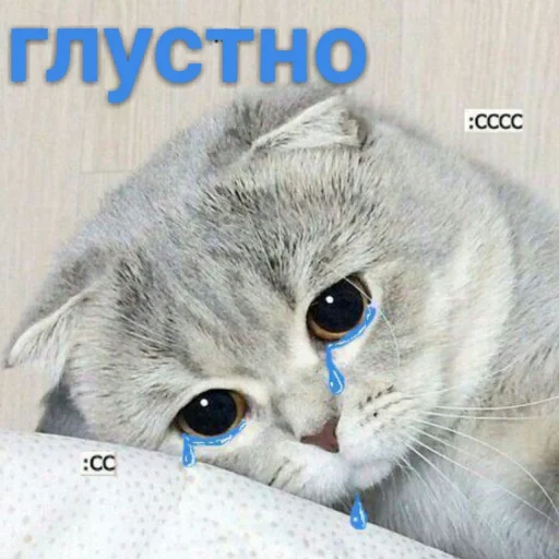 кошка животное млекопитающее