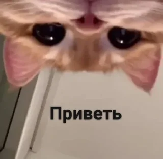 ⚞ᴥ⚟ ⚞ᴥ⚟ - животное