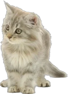 Sticker Cutie Cats @SbornikStickers - 0