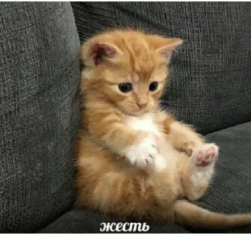 животное животное млекопитающее кошка