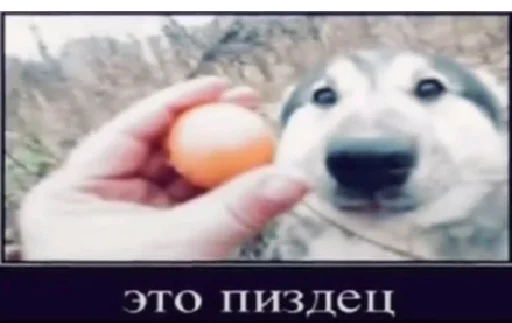 СМС СМС собака млекопитающее