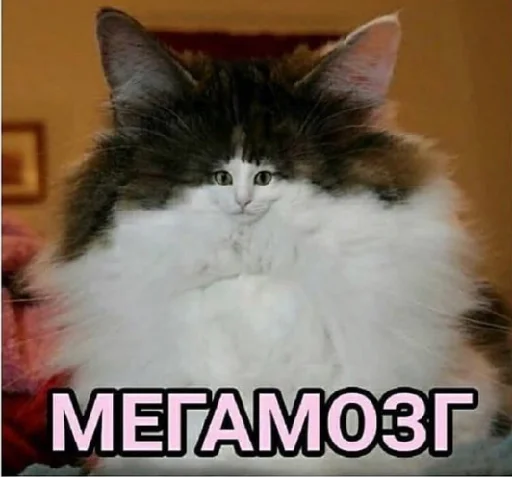 млекопитающее млекопитающее животное кошка