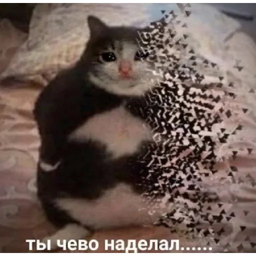 животное животное кошка млекопитающее