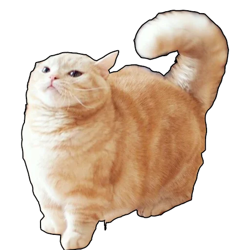 DeVeryBEST DeVeryBEST - animal