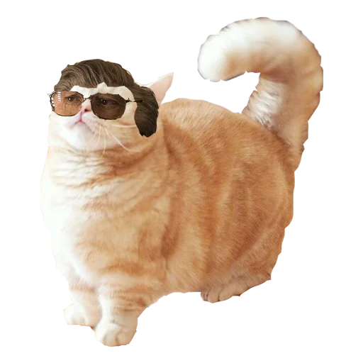 animal animal mammal cat
